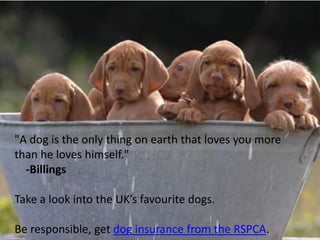 "A dog is the only thing on earth that loves you more
than he loves himself."
  -Billings

Take a look into the UK’s favourite dogs.

Be responsible, get dog insurance from the RSPCA.
 