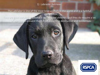 1) Labrador Retriever

   The Labrador is one of the most bred animals in the world and is a faithful
                                     companion.
They are good natured and behave well around children, but they do require a lot
       of exercise to prevent them from becoming destructive and boisterous.
 
