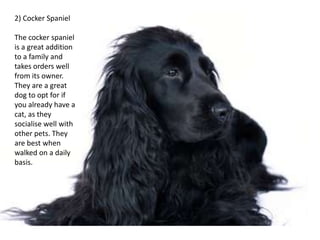 2) Cocker Spaniel

The cocker spaniel
is a great addition
to a family and
takes orders well
from its owner.
They are a great
dog to opt for if
you already have a
cat, as they
socialise well with
other pets. They
are best when
walked on a daily
basis.
 