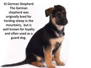 4) German Shepherd
     The German
    shepherd was
  originally bred for
herding sheep in the
  mountains, but is
well known for loyalty
 and often used as a
      guard dog.
 
