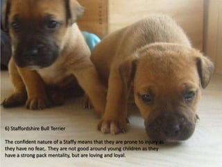 6) Staffordshire Bull Terrier

The confident nature of a Staffy means that they are prone to injury as
they have no fear,. They are not good around young children as they
have a strong pack mentality, but are loving and loyal.
 
