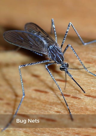 Bug Nets
 