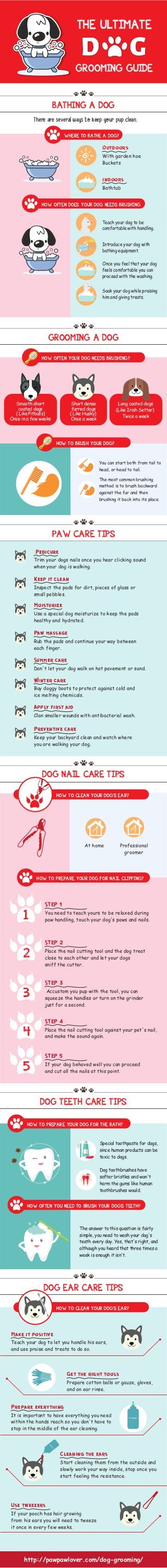 GROOMING GUIDE
THE ULTIMATE
BATHING A DOG
There are several ways to keep your pup clean.
WHERE TO BATHE A DOG?
HOW OFTEN DOES YOUR DOG NEEDS BRUSHING
Outdoors
With garden hoe
Buckets
indoors
Bathtub
Teach your dog to be
comfortable with handling.
Introduce your dog with
bathing equipment.
Once you feel that your dog
feels comfortable you can
proceed with the washing.
Soak your dog while praising
him and giving treats.
GROOMING A DOG
PAW CARE TIPS
DOG NAIL CARE TIPS
DOG TEETH CARE TIPS
DOG EAR CARE TIPS
HOW TO PREPARE YOUR DOG FOR NAIL CLIPPING?
HOW TO PREPARE YOUR DOG FOR THE BATH?
HOW OFTEN YOUR DOG NEEDS BRUSHING?
HOW TO BRUSH YOUR DOG?
Pedicure
Trim your dogs nails once you hear clicking sound
when your dog is walking.
At home Professional
groomer
Special toothpaste for dogs,
since human products can be
toxic to dogs.
Dog toothbrushes have
softer bristles and won't
harm the gums like human
toothbrushes would.
You can start both from tail to
head, or head to tail.
The most common brushing
method is to brush backward
against the fur and then
brushing it back into its place.
Smooth short
coated dogs
( Like Pitbulls)
Once in a few weeks
Short dense
furred dogs
( Like Husky)
Once a week
Long coated dogs
(Like Irish Setter)
Twice a week
Moisturize
Use a special dog moisturize to keep the pads
healthy and hydrated.
Paw massage
Rub the pads and continue your way between
each finger.
Winter care
Buy doggy boots to protect against cold and
ice melting chemicals.
Apply first aid
Clan smaller wounds with antibacterial wash.
Preventive care
Keep your backyard clean and watch where
you are walking your dog.
STEP 1
You need to teach yours to be relaxed during
paw handling, touch your dog's paws and nails.
Summer care
Don't let your dog walk on hot pavement or sand.
Keep it clean
Inspect the pads for dirt, pieces of glass or
small pebbles.
1
STEP 2
Place the nail cutting tool and the dog treat
close to each other and let your dogs
sniff the cutter.
2
STEP 3
Accustom you pup with the tool, you can
squeeze the handles or turn on the grinder
just for a second.
3
STEP 4
Place the nail cutting tool against your pet's nail,
and make the sound again.4
STEP 5
If your dog behaved well you can proceed
and cut all the nails at this point.5
HOW OFTEN YOU NEED TO BRUSH YOUR DOG'S TEETH?
HOW TO CLEAN YOUR DOG'S EAR?
HOW TO CLEAN YOUR DOG'S EAR?
The answer to this question is fairly
simple, you need to wash your dog's
teeth every day. Yes, that's right, and
although you heard that three times a
week is enough it isn't.
Make it positive
Teach your dog to let you handle his ears,
and use praise and treats to do so.
Get the right tools
Prepare cotton balls or gauze, gloves,
and an ear rinse.
Prepare everything
It is important to have everything you need
within the hands reach so you don't have to
stop in the middle of the ear cleaning.
Cleaning the ears
Start cleaning them from the outside and
slowly work your way inside, stop once you
start feeling the resistance.
Use tweezers
If your pooch has hair growing
from his ears you will need to tweeze
it once in every few weeks.
Cleaning
Cleaning
Text
Text
http://pawpawlover.com/dog-grooming/
 