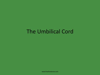 The Umbilical Cord www.freelivedoctor.com 