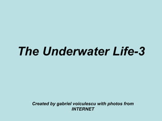 The Underwater Life-3 Created by gabriel voiculescu with photos from INTERNET 