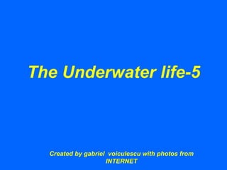 The Underwater life-5 Created by gabriel  voiculescu with photos from INTERNET 