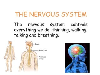 THE NERVOUS SYSTEM
The nervous system controls
everything we do: thinking, walking,
talking and breathing.
 