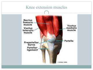 Knee extension muscles
 