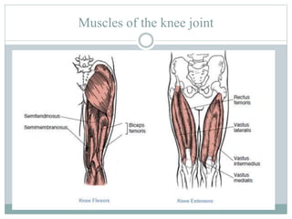 Muscles of the knee joint
 