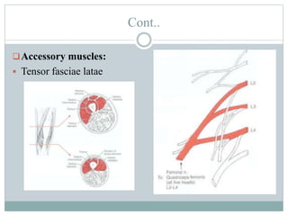Cont..
Accessory muscles:
 Tensor fasciae latae
 
