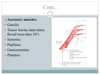 Cont..
Accessory muscles:
 Gracilis
 Tensor fasciae latae (knee
flexed more than 30°)
 Sartorius
 Popliteus
 Gastrocnemius
 Plantaris
 