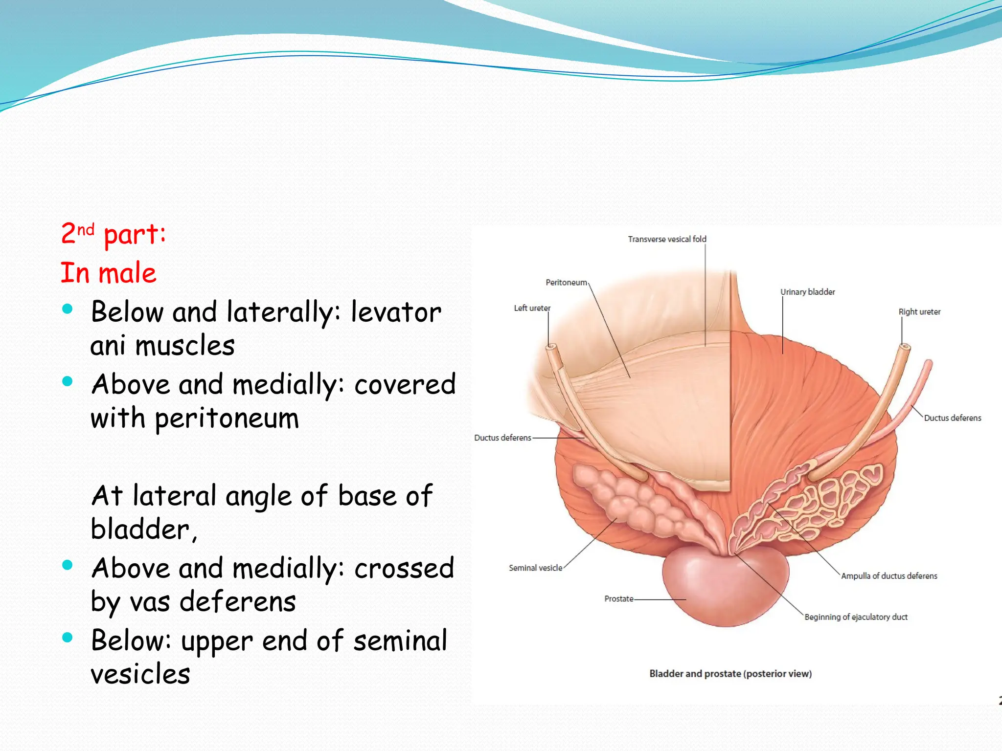 2nd
part:
In male
 Below and laterally: levator
ani muscles
 Above and medially: covered
with peritoneum
At lateral angle of base of
bladder,
 Above and medially: crossed
by vas deferens
 Below: upper end of seminal
vesicles
 