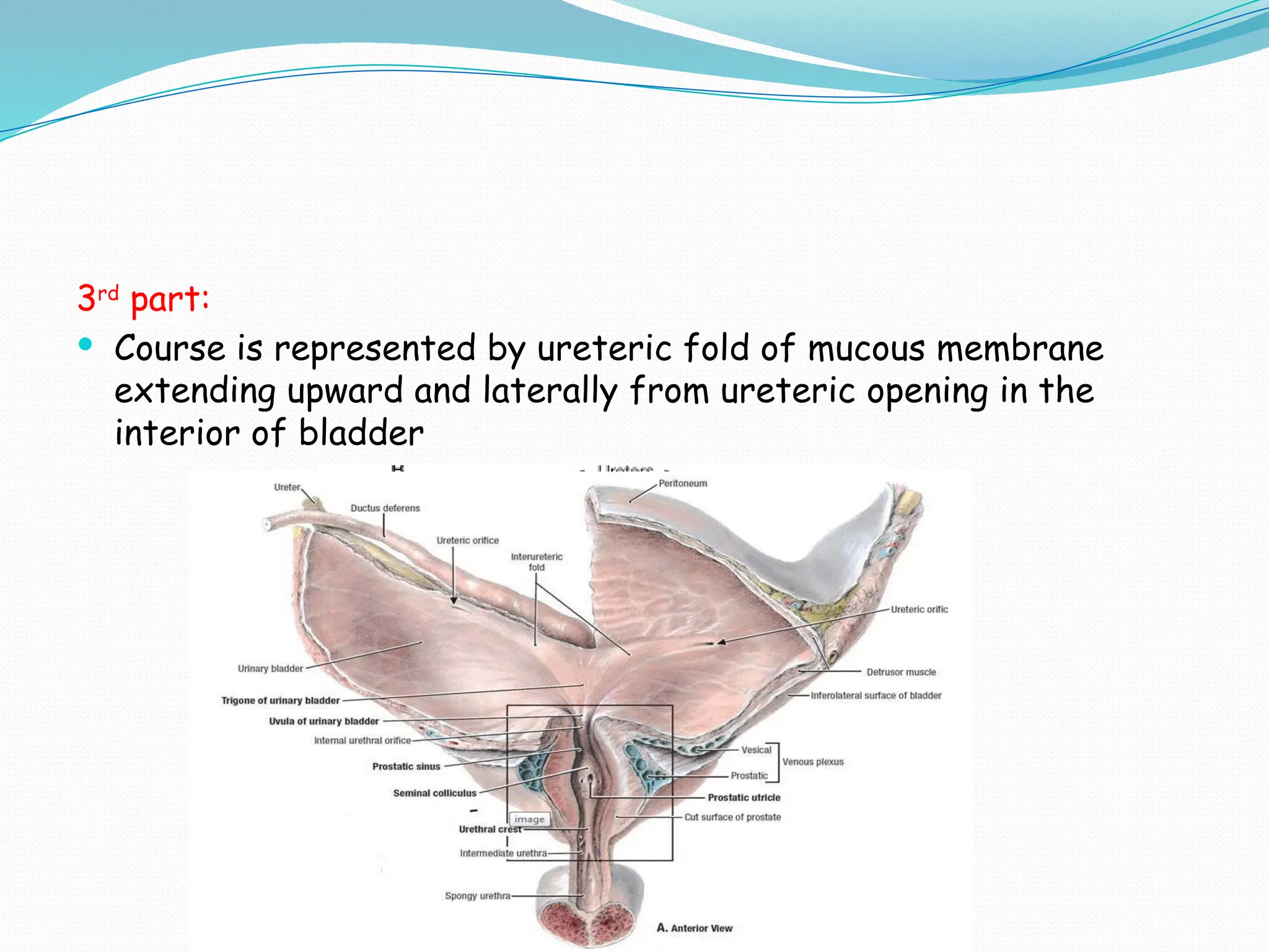 3rd
part:
 Course is represented by ureteric fold of mucous membrane
extending upward and laterally from ureteric opening in the
interior of bladder
 