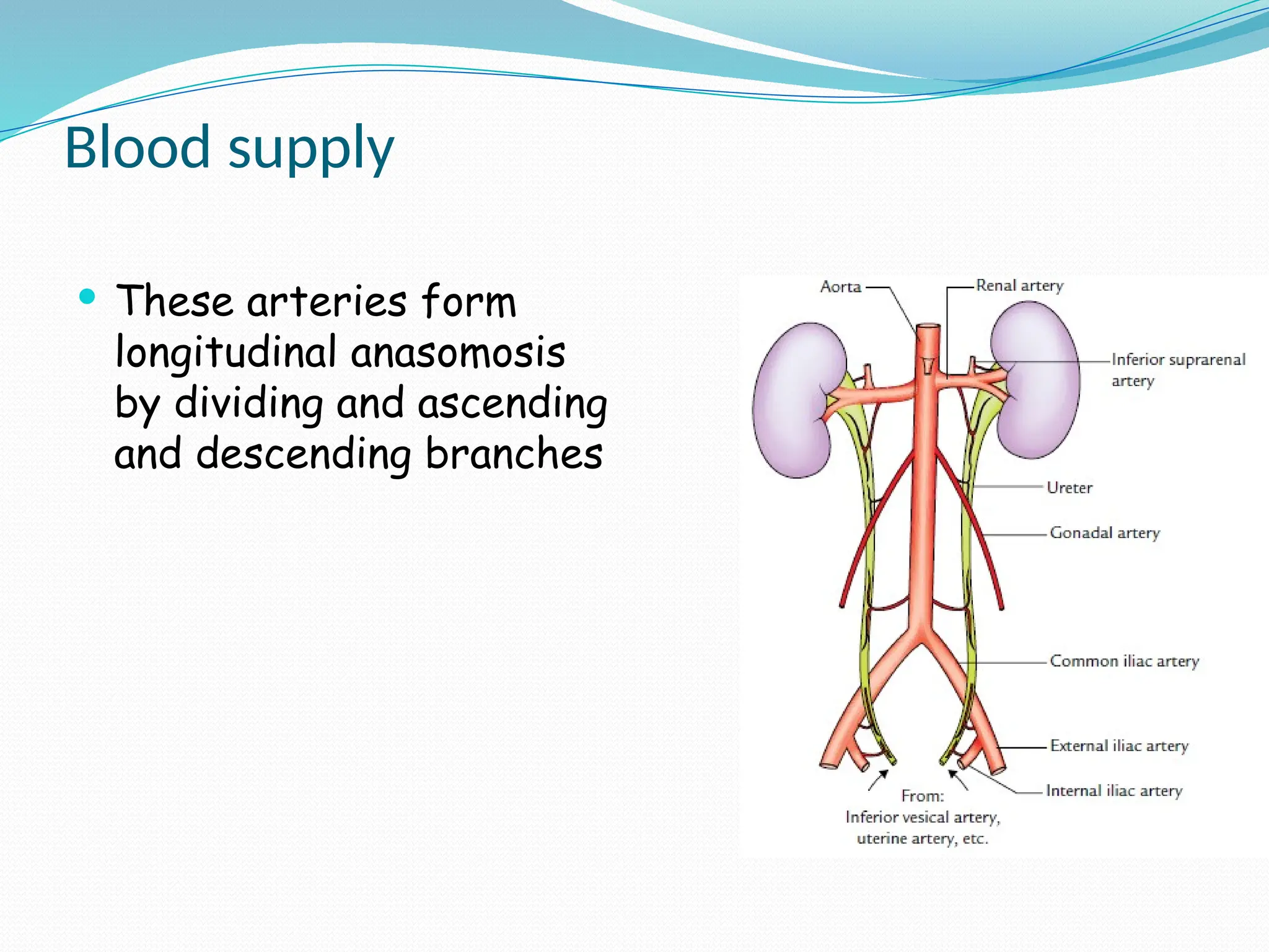 Blood supply
 These arteries form
longitudinal anasomosis
by dividing and ascending
and descending branches
 