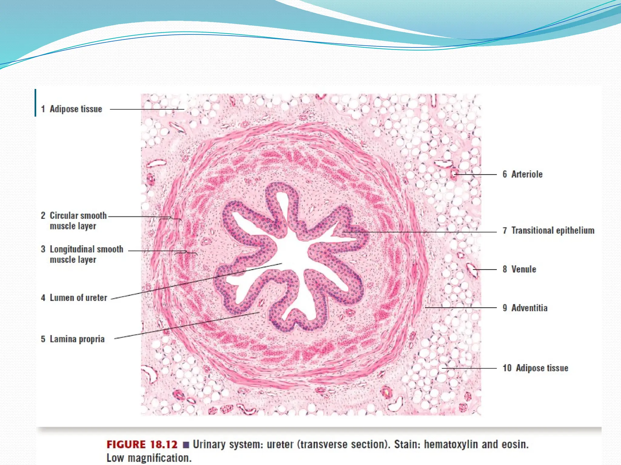 Microscopic structure
 Mucosa
 Muscular layer
 Adventitia
 