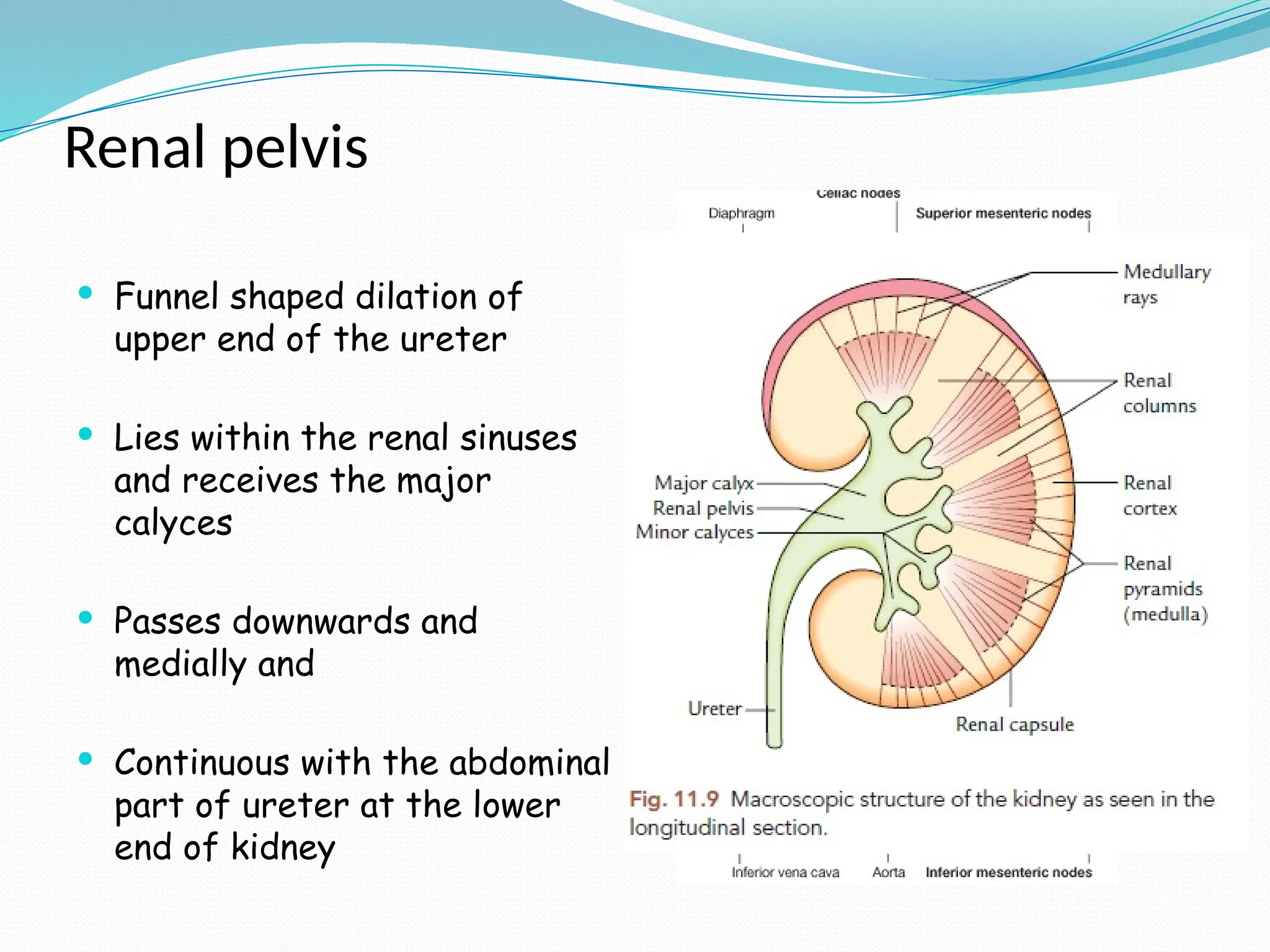 Renal pelvis
 Funnel shaped dilation of
upper end of the ureter
 Lies within the renal sinuses
and receives the major
calyces
 Passes downwards and
medially and
 Continuous with the abdominal
part of ureter at the lower
end of kidney
 