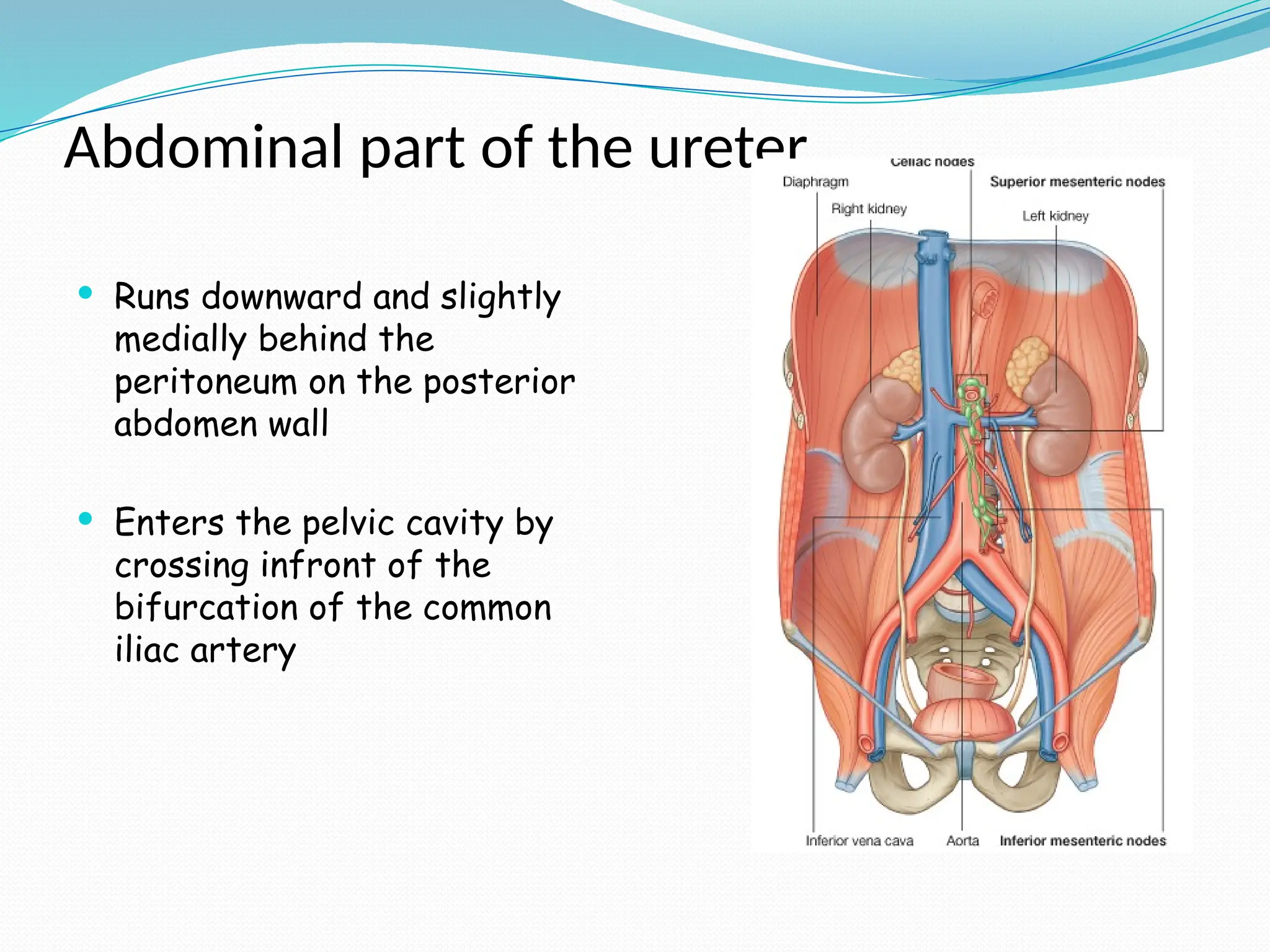 Abdominal part of the ureter
 Runs downward and slightly
medially behind the
peritoneum on the posterior
abdomen wall
 Enters the pelvic cavity by
crossing infront of the
bifurcation of the common
iliac artery
 