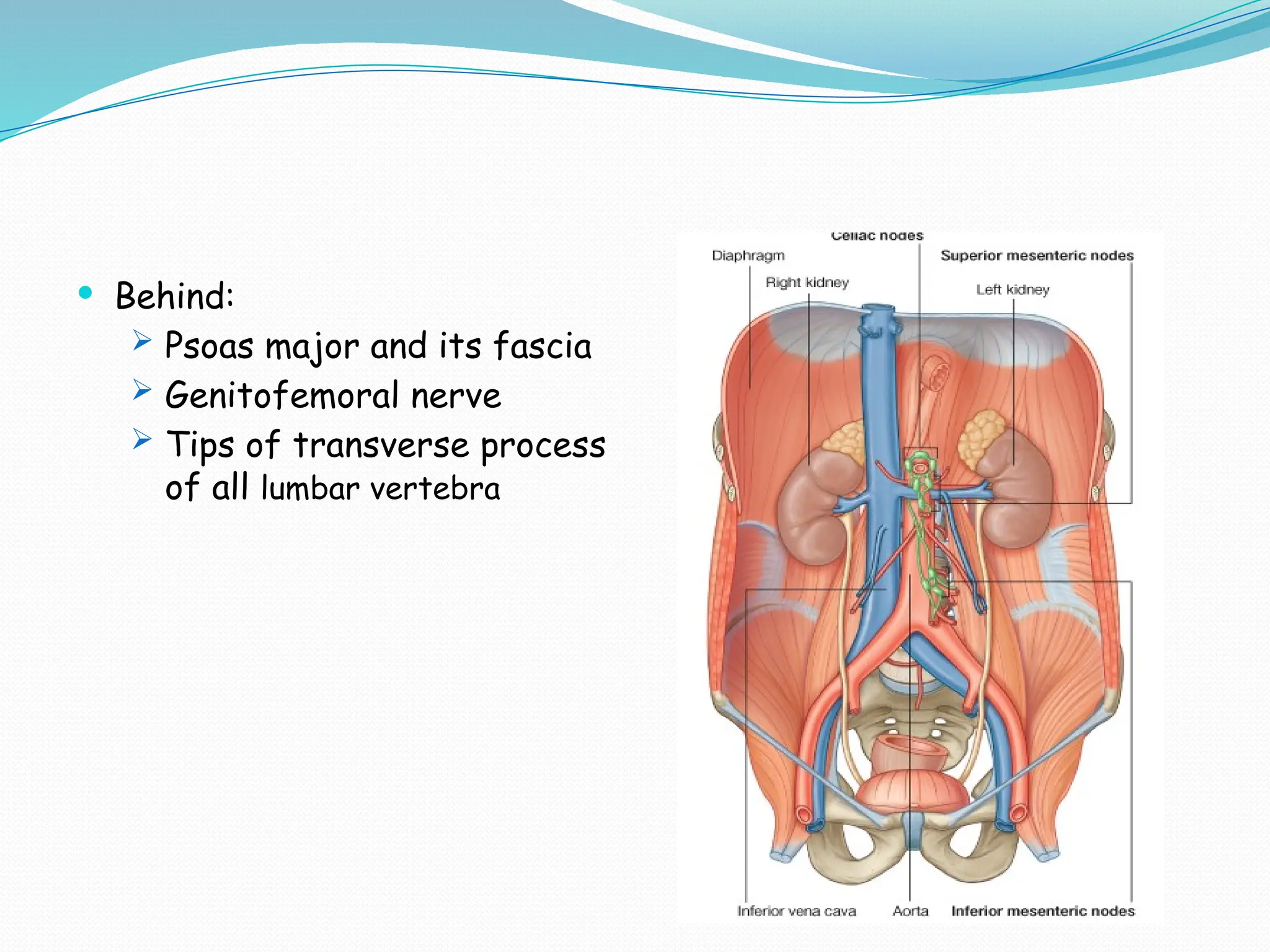  Behind:
 Psoas major and its fascia
 Genitofemoral nerve
 Tips of transverse process
of all lumbar vertebra
 