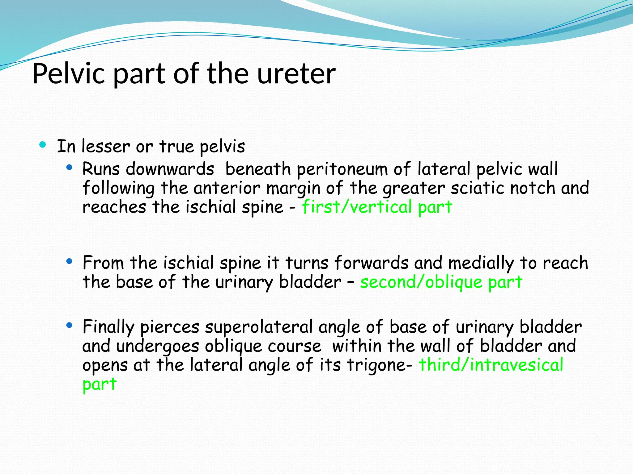Pelvic part of the ureter
 In lesser or true pelvis
 Runs downwards beneath peritoneum of lateral pelvic wall
following the anterior margin of the greater sciatic notch and
reaches the ischial spine - first/vertical part
 From the ischial spine it turns forwards and medially to reach
the base of the urinary bladder – second/oblique part
 Finally pierces superolateral angle of base of urinary bladder
and undergoes oblique course within the wall of bladder and
opens at the lateral angle of its trigone- third/intravesical
part
 