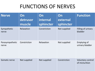 Detrusor Muscle Innervation