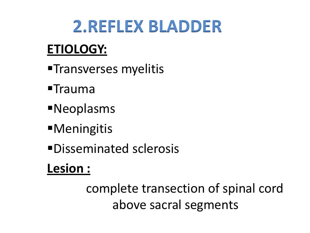 The urinary bladder