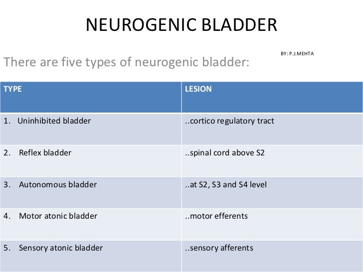 The urinary bladder