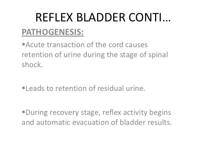 The urinary bladder