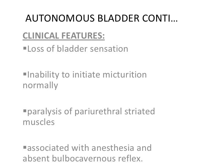 The urinary bladder