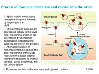 Process of exosome formation and release into the urine
Hoorn, E. J., Pisitkun, T and Knepper, M. A. (2005) Prospects for urinary proteomics:
exosomes as a source of urinary biomarkers. Nephrology (Carlton) 10, 283–290
1- Apical membrane proteins
undergo endocytosis followed
by targeting to the
MVB.
2- The membrane proteins are
segregated initially in the MVB
outer membrane and then are
internalized by membrane
invagination, encapsulating
cytosolic proteins in the process.
3- After accumulation of
numerous internal vesicles, the
outer membrane of the MVB
fuses with the apical plasma
membrane releasing its internal
vesicles, called exosomes, into
the urinary space.
4- Exosomes contain both membrane and cytosolic proteins.
Multivesicular bodies
5:12 AM12
 