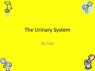 The Urinary System By Cale 