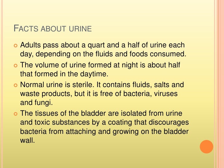 The urinary system