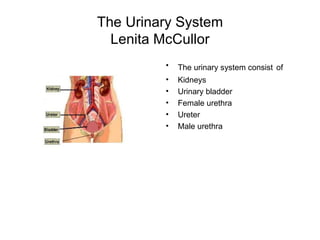 The Urinary System Lenita McCullor ,[object Object],[object Object],[object Object],[object Object],[object Object],[object Object]