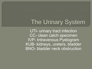 UTI- urinary tract infection
CC- clean catch specimen
IVP- Intravenous Pyelogram
KUB- kidneys, ureters, bladder
BNO- bladder neck obstruction