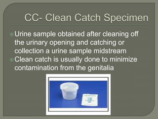  Urine sample obtained after cleaning off
the urinary opening and catching or
collection a urine sample midstream
Clean catch is usually done to minimize
contamination from the genitalia