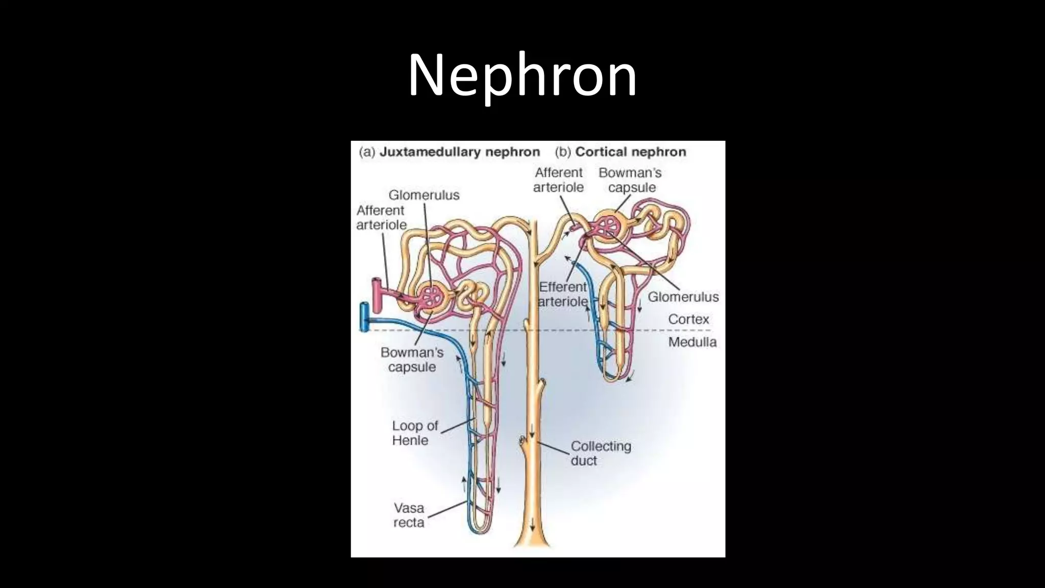Nephron
 