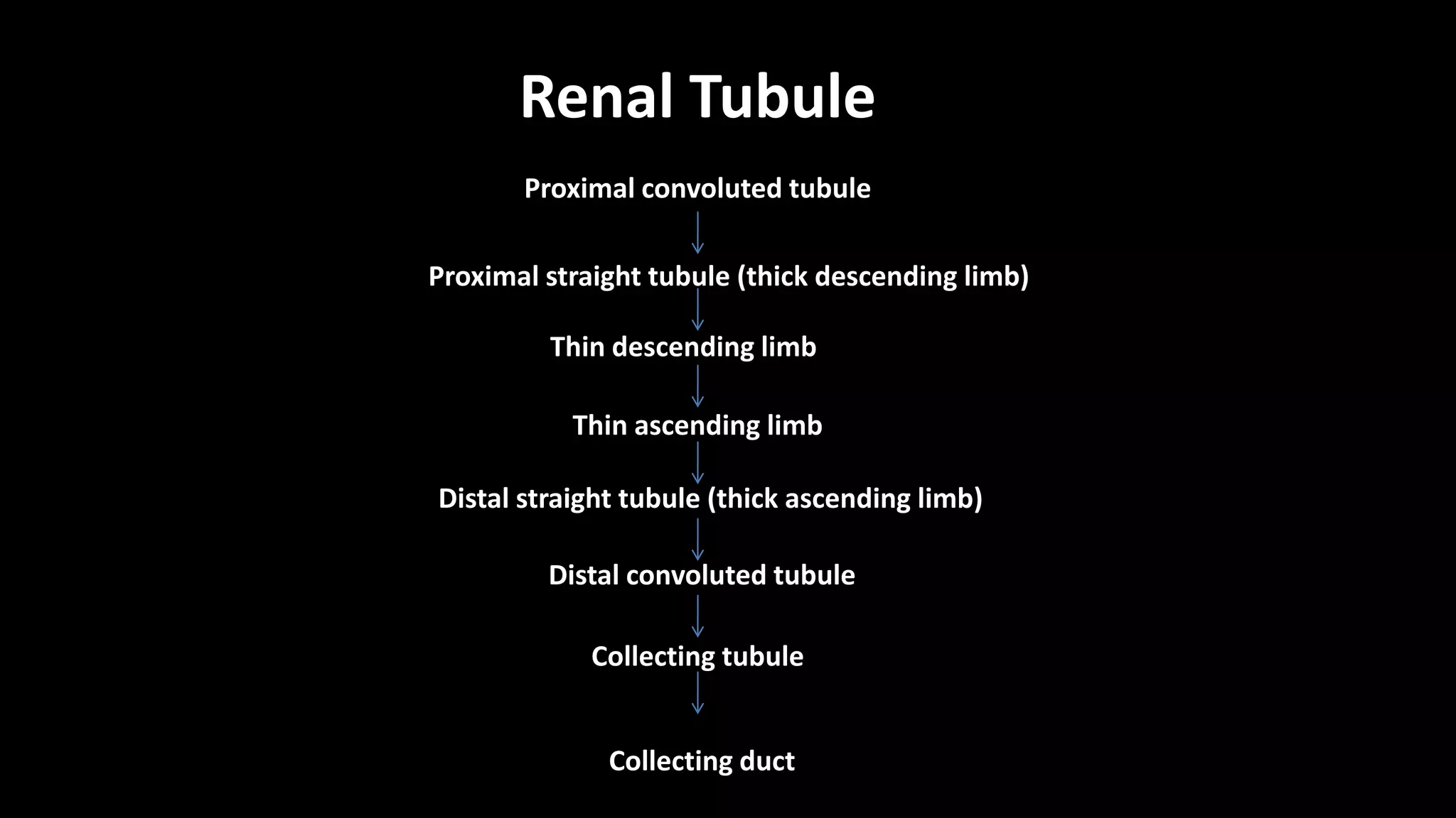 Renal Tubule
Proximal convoluted tubule
Proximal straight tubule (thick descending limb)
Thin descending limb
Thin ascending limb
Distal straight tubule (thick ascending limb)
Distal convoluted tubule
Collecting tubule
Collecting duct
 