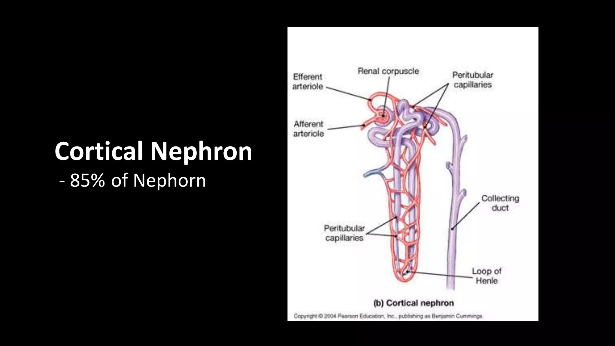 Cortical Nephron
- 85% of Nephorn
 