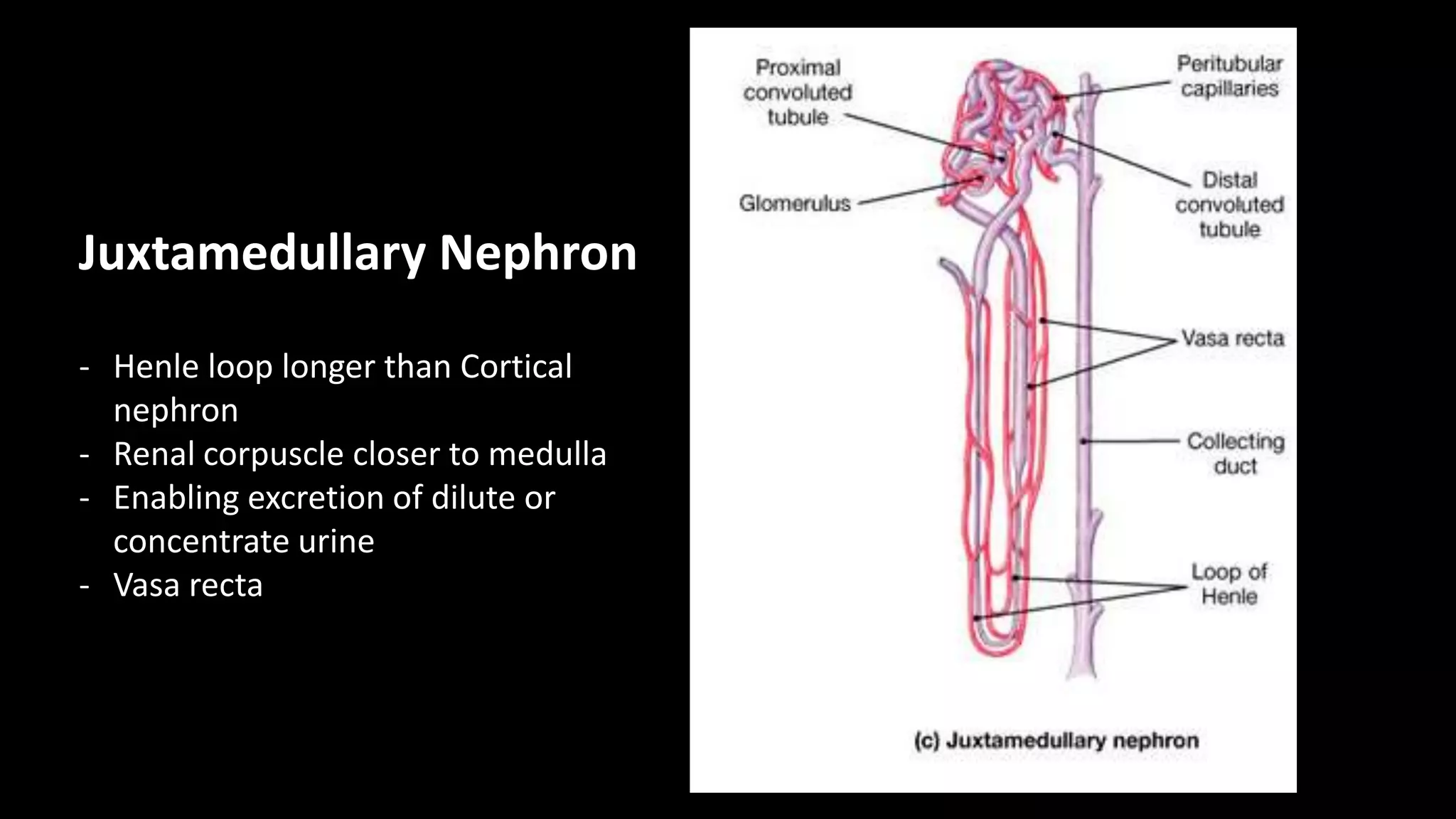 Juxtamedullary Nephron
- Henle loop longer than Cortical
nephron
- Renal corpuscle closer to medulla
- Enabling excretion of dilute or
concentrate urine
- Vasa recta
 