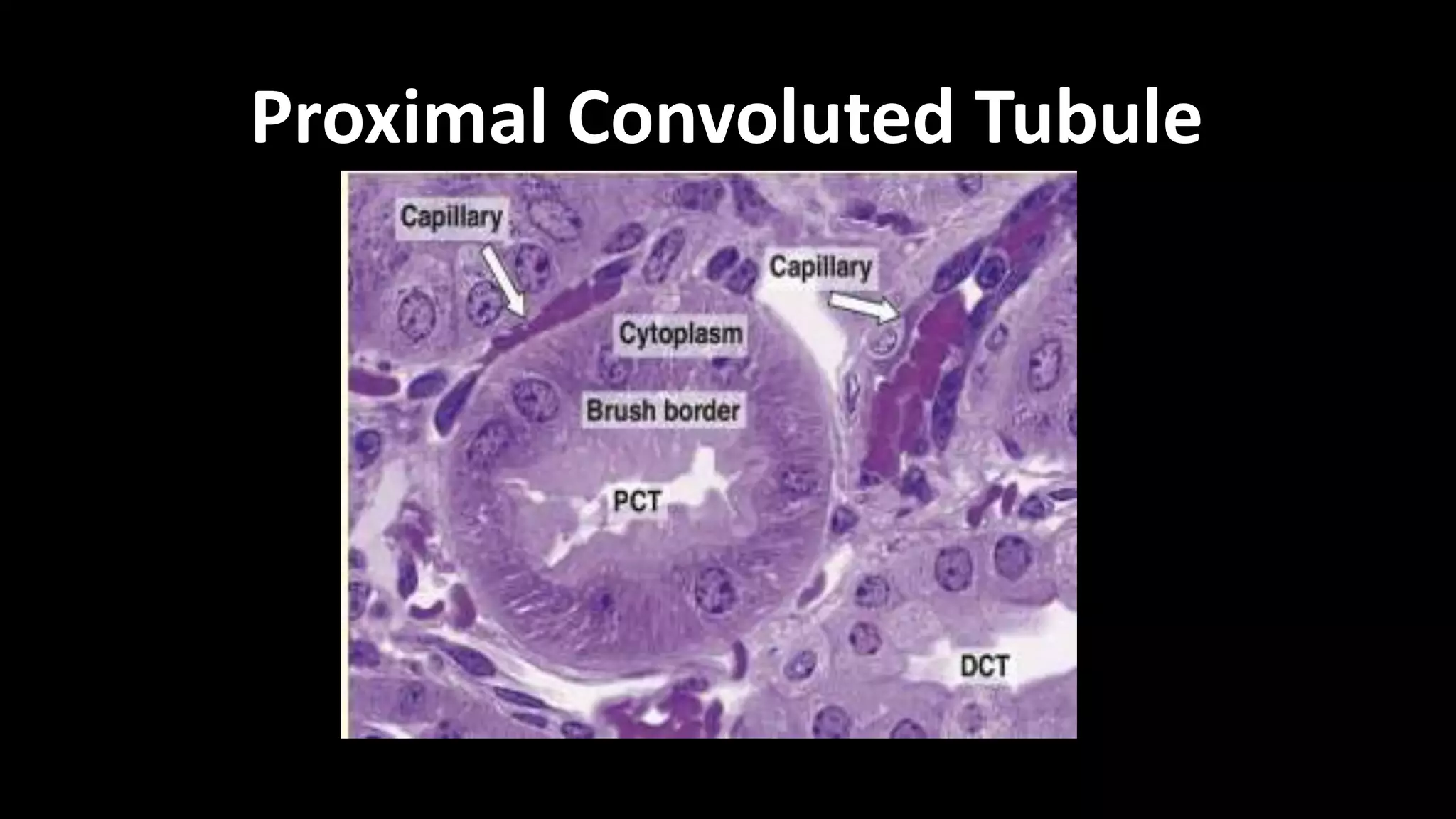 Proximal Convoluted Tubule
 