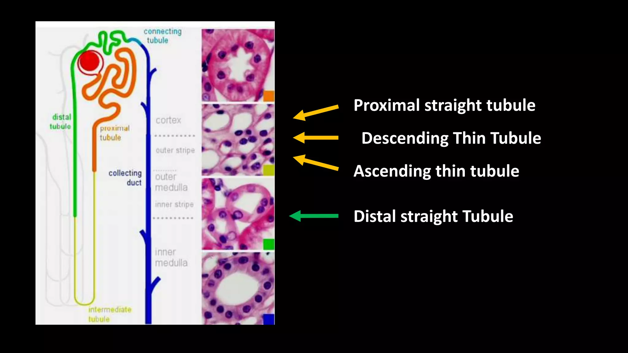 Proximal straight tubule
Descending Thin Tubule
Ascending thin tubule
Distal straight Tubule
 