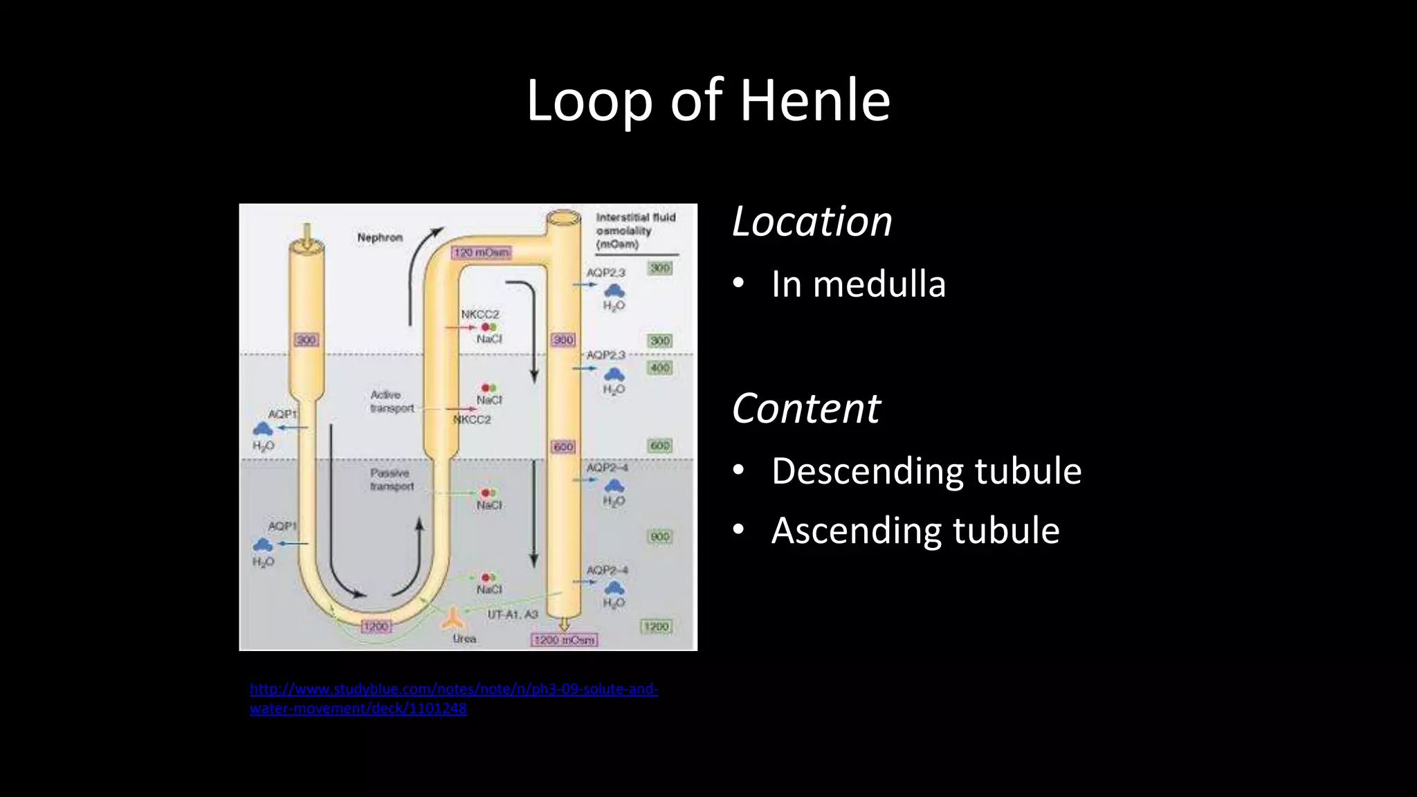 Loop of Henle
Location
• In medulla
Content
• Descending tubule
• Ascending tubule
http://www.studyblue.com/notes/note/n/ph3-09-solute-and-
water-movement/deck/1101248
 