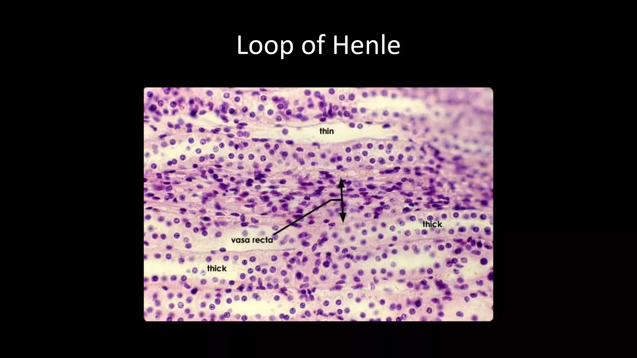 Loop of Henle
 