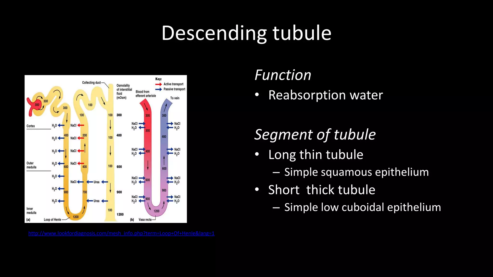 Descending tubule
http://www.lookfordiagnosis.com/mesh_info.php?term=Loop+Of+Henle&lang=1
Function
• Reabsorption water
Segment of tubule
• Long thin tubule
– Simple squamous epithelium
• Short thick tubule
– Simple low cuboidal epithelium
 