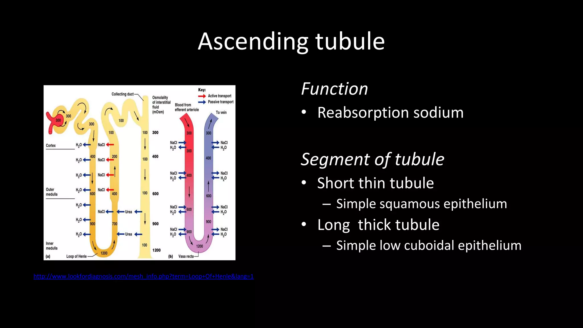 Ascending tubule
http://www.lookfordiagnosis.com/mesh_info.php?term=Loop+Of+Henle&lang=1
Function
• Reabsorption sodium
Segment of tubule
• Short thin tubule
– Simple squamous epithelium
• Long thick tubule
– Simple low cuboidal epithelium
 