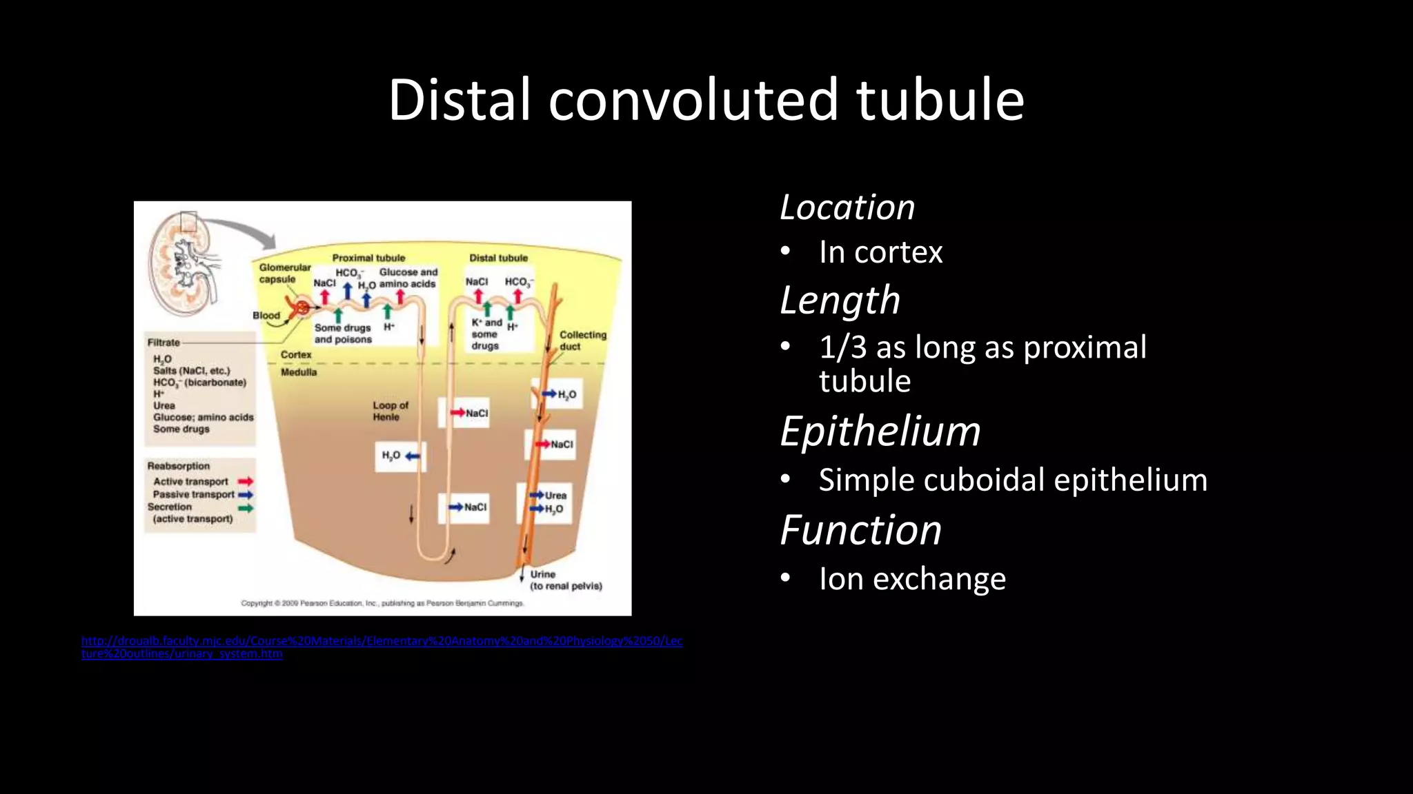 Distal convoluted tubule
http://droualb.faculty.mjc.edu/Course%20Materials/Elementary%20Anatomy%20and%20Physiology%2050/Lec
ture%20outlines/urinary_system.htm
Location
• In cortex
Length
• 1/3 as long as proximal
tubule
Epithelium
• Simple cuboidal epithelium
Function
• Ion exchange
 