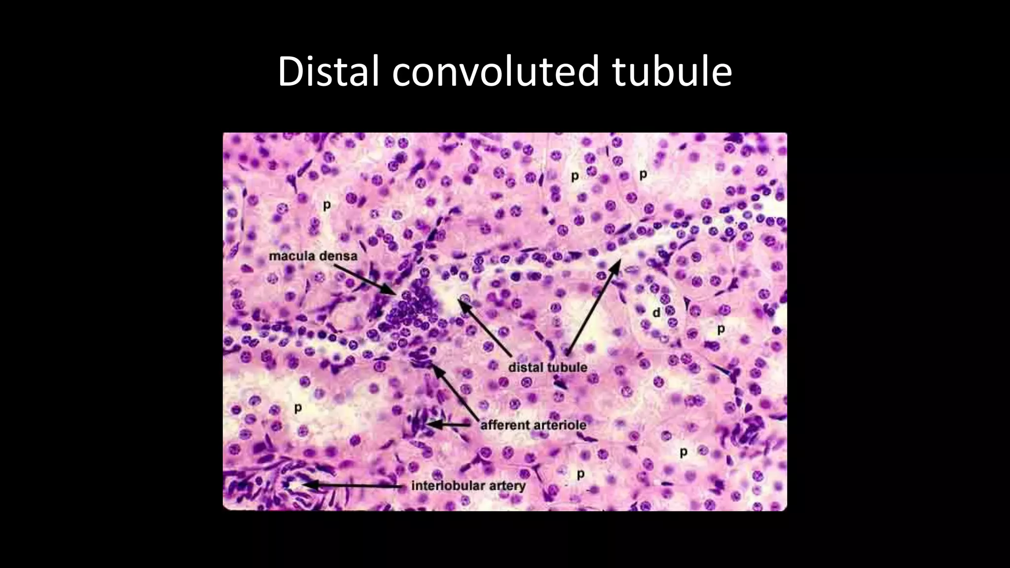 Distal convoluted tubule
 
