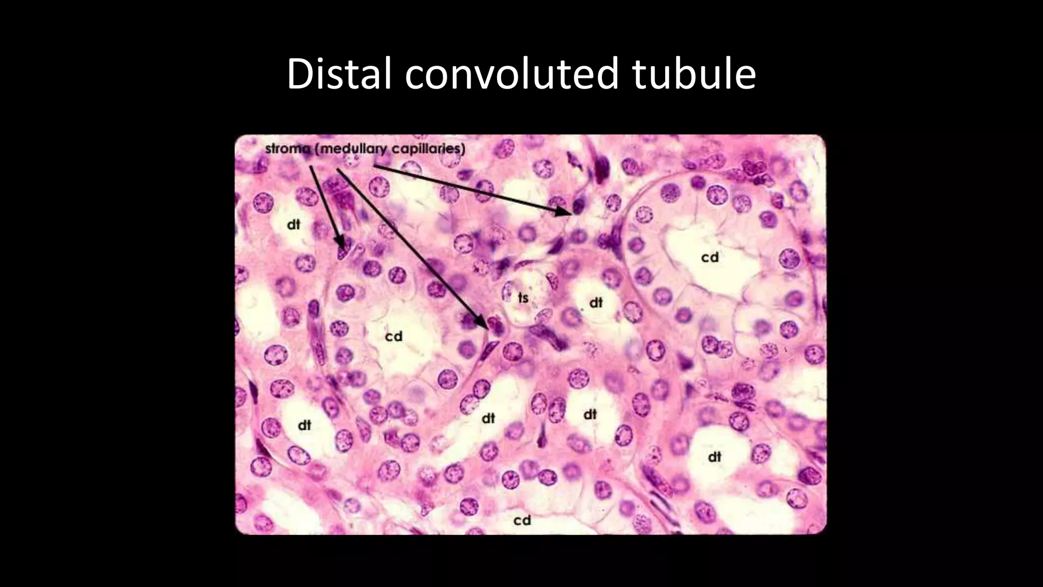 Distal convoluted tubule
http://www.siumed.edu/~dking2/crr/RN008b.htm
 