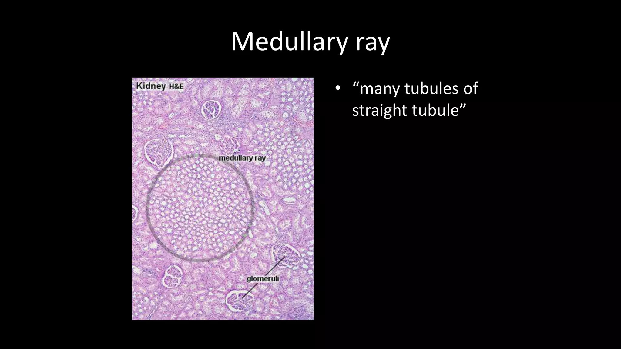 Medullary ray
• “many tubules of
straight tubule”
 