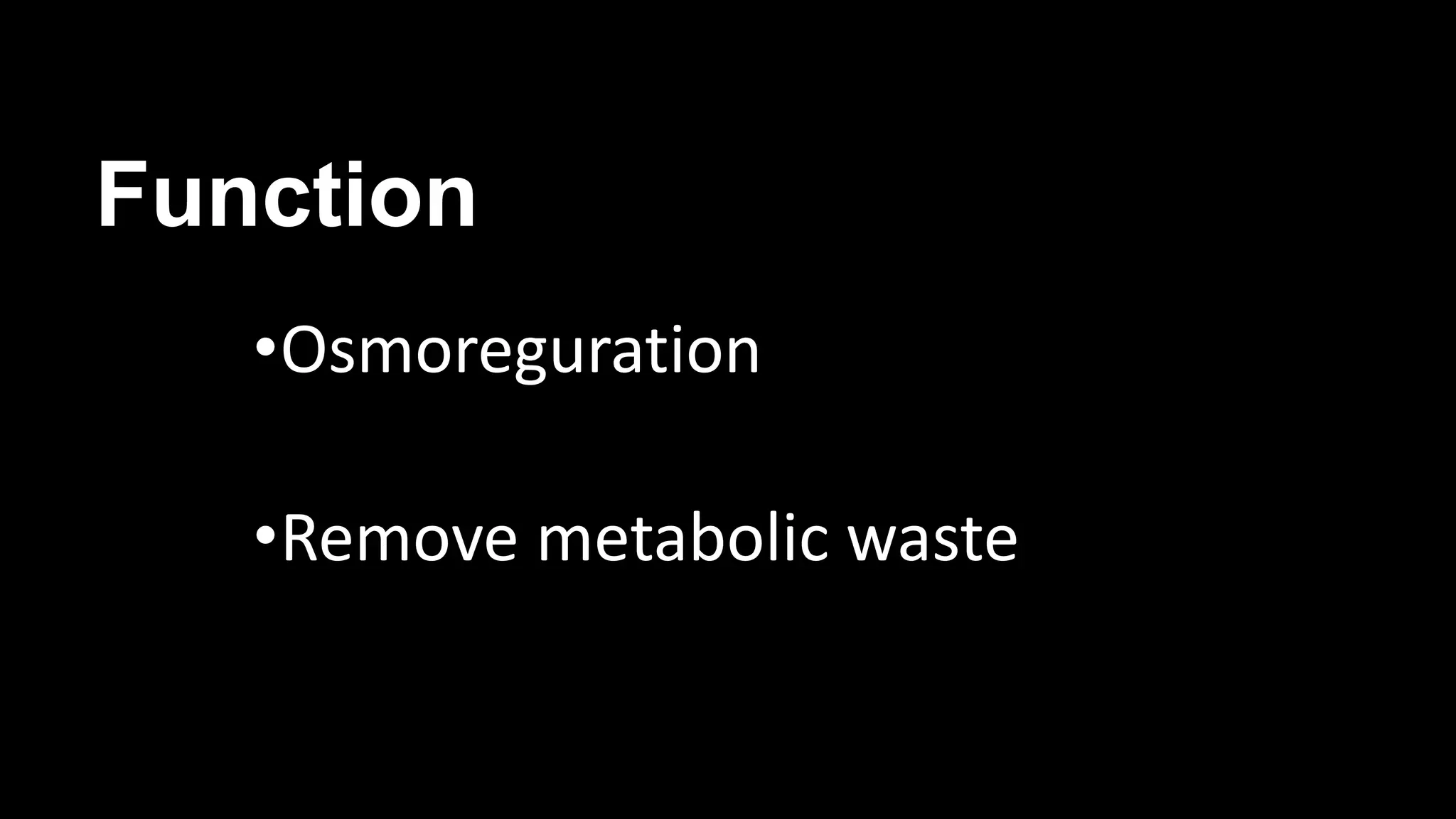 Function
•Osmoreguration
•Remove metabolic waste
 