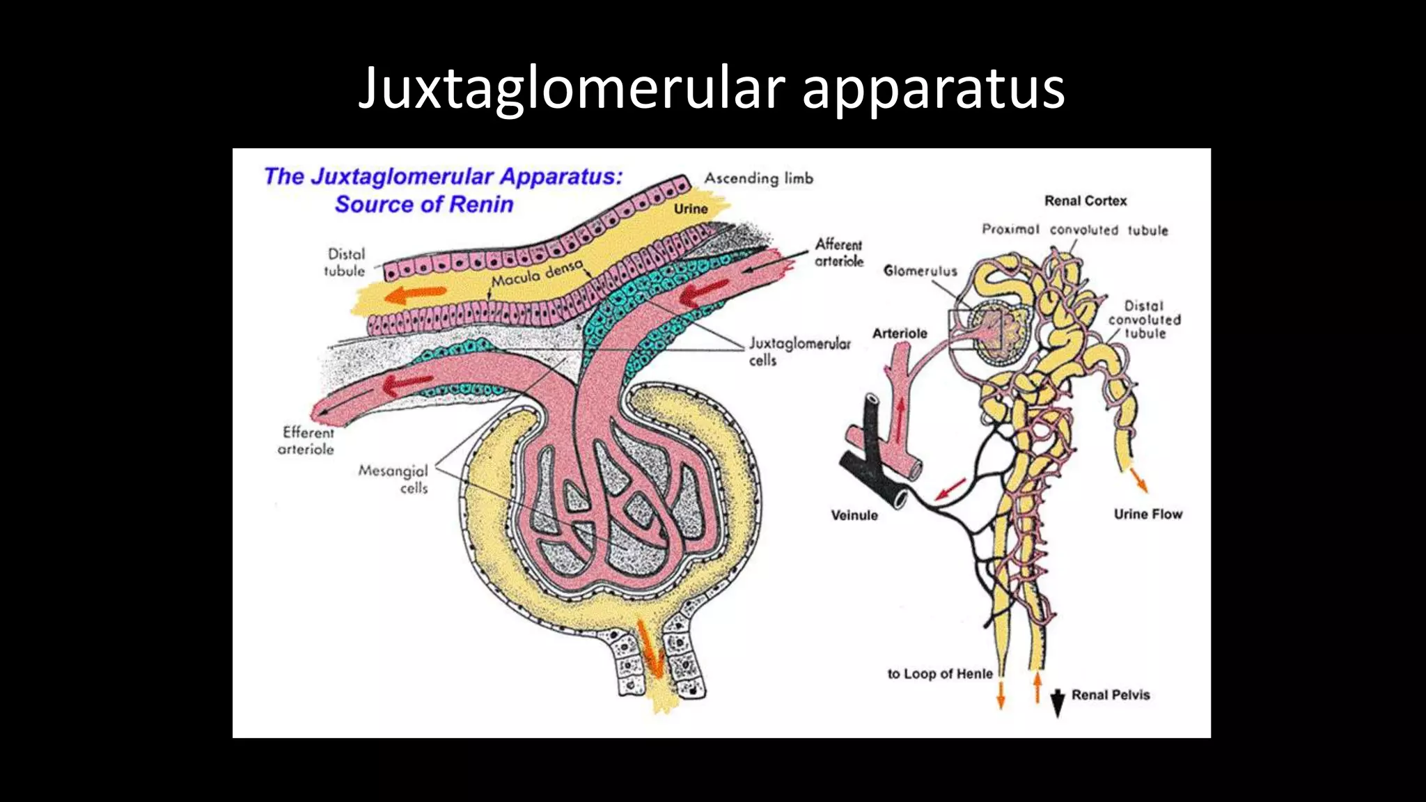 Juxtaglomerular apparatus
 
